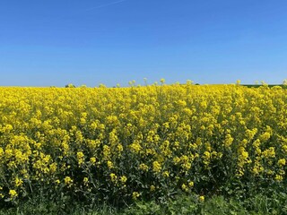 Ferienhaus Höllviken  31