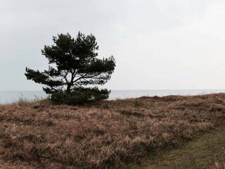 Ferienhaus Anderslöv Umgebung 19
