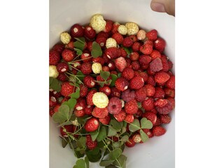 Ferienhaus Nyköping Umgebung 20