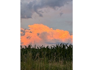 Sonnenuntergang in den Maisfeldern