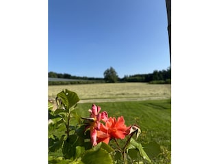 Weite Wiesen im Sommer