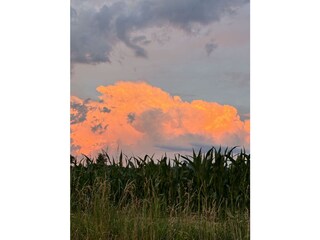 Rosa Wolken im Maisfeld