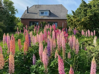 die Natur sorgt für Deko