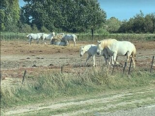 Appartamento Le Grau-du-Roi Ambiente 27