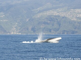 Whale and dolphin watching in the harbour can be booked