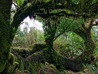 unberührte Natur im "Feenwald" Fanal