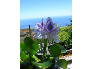 The most beautiful flowers in season