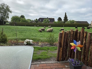 Blick auf die weide