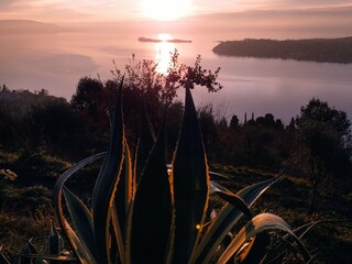agave sunrise