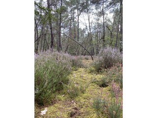 im Wald spazieren gehen