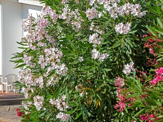 Villa Capoliveri  15