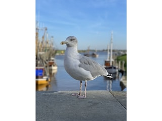 Möwe