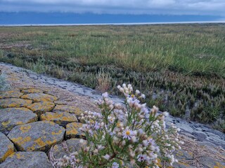 Ferienwohnung Friedrichskoog Umgebung 32
