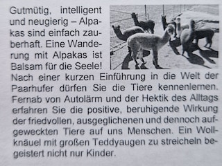 Wandern  mit Alpakas