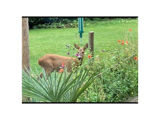 Wilder Gartenbesucher – ein Reh direkt vor der Terrasse