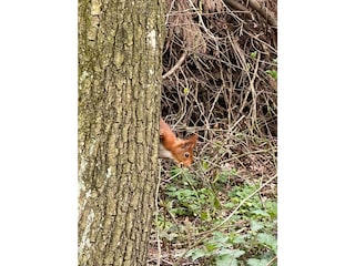 Besuch eines Eichhörnchens in unserem eigenen Wald