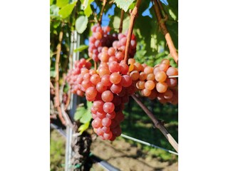 Apartamento Eppan Grabación al aire libre 9