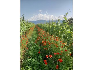 Apartamento Eppan Grabación al aire libre 12