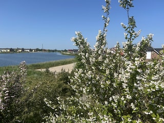 Am Wangermeer