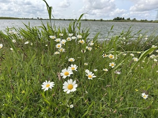 Am Wangermeer