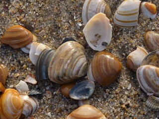 Casa per le vacanze Julianadorp Ambiente 18