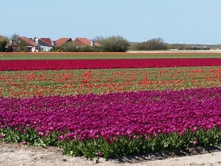 Holiday house Julianadorp Environment 24