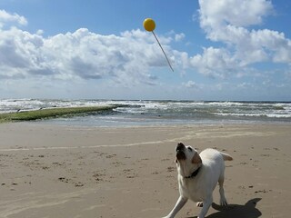 Dogs like the beach