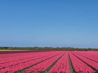 Holiday house Julianadorp Environment 28