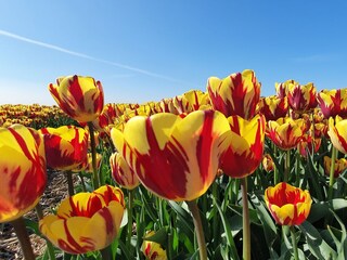 Casa per le vacanze Julianadorp Ambiente 29