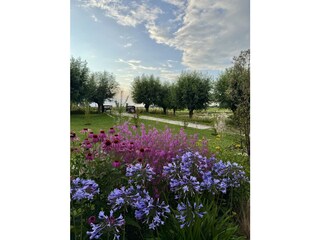 Front garden west side