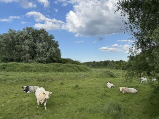 Wiese Nordseite