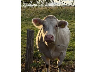 Wiese Nordseite