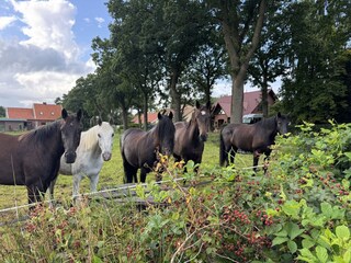 Pferde auf der Weide