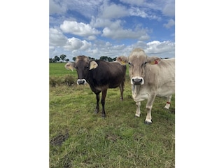 Ferienwohnung Ihlow Umgebung 16