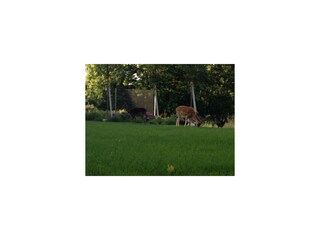 Ferienwohnung Borkum Ausstattung 12