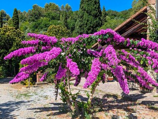 Villa Suvereto Outdoor Recording 10