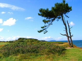 Kreptitzer Heide grenzt direkt an