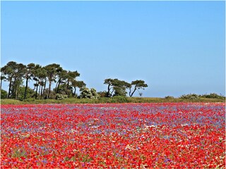 die Umgebung vom Ferienhaus im Sommer