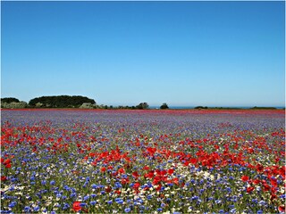 die Umgebung vom Ferienhaus im Sommer