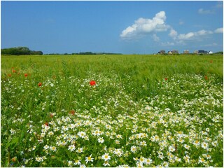 Blick zur Reethaussiedlung mit dem Haus