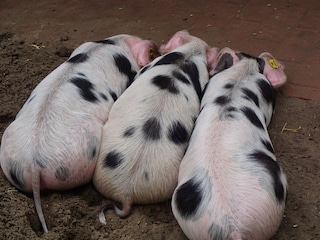 Bentheimer Schweine im Tierpark