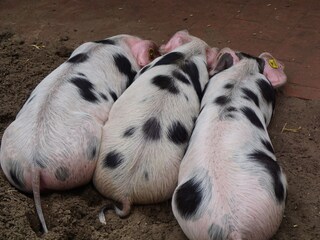 Maison de vacances Nordhorn Environnement 2