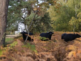 Ferienwohnung Zingst Außenaufnahme 41