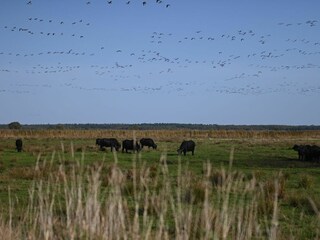 Ferienwohnung Zingst Außenaufnahme 42