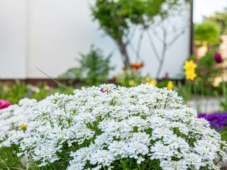 Blumen im Außenbereich