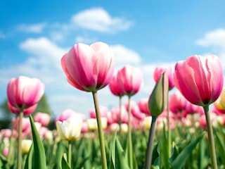 Chalet Noordwijk Umgebung 19