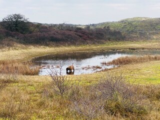 Chalet Noordwijk Environment 21