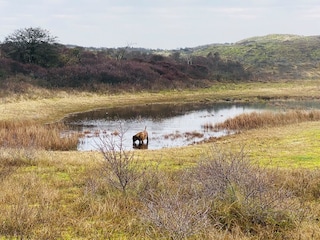Chalet Noordwijk Umgebung 21