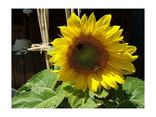 Garten Sonnenblume