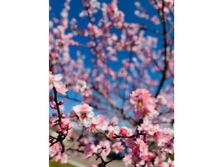 Mandelblüte